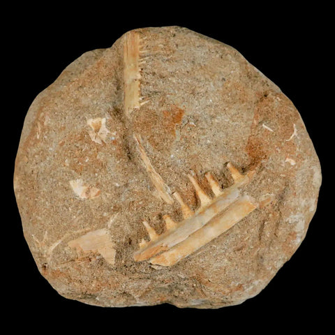 1.8" Saber Toothed Herring Fossil Tooth Jaw Section Enchodus Libycus Cretaceous Age - Fossil Age Minerals