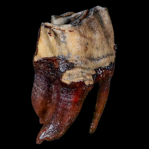 3.6" Woolly Rhinoceros Fossil Rooted Tooth Pleistocene Age Megafauna Russia COA - Fossil Age Minerals