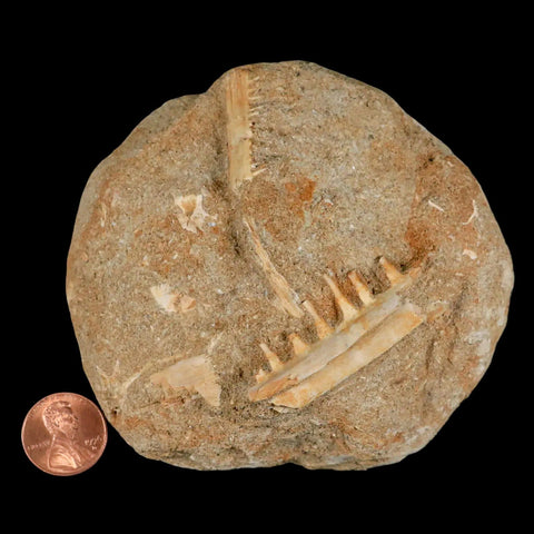 1.8" Saber Toothed Herring Fossil Tooth Jaw Section Enchodus Libycus Cretaceous Age - Fossil Age Minerals