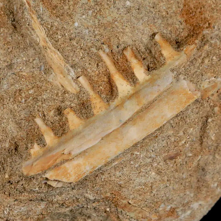 1.8" Saber Toothed Herring Fossil Tooth Jaw Section Enchodus Libycus Cretaceous Age