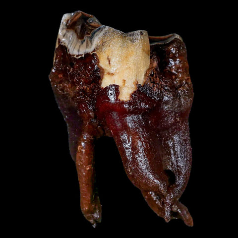 3.6" Woolly Rhinoceros Fossil Rooted Tooth Pleistocene Age Megafauna Russia COA - Fossil Age Minerals