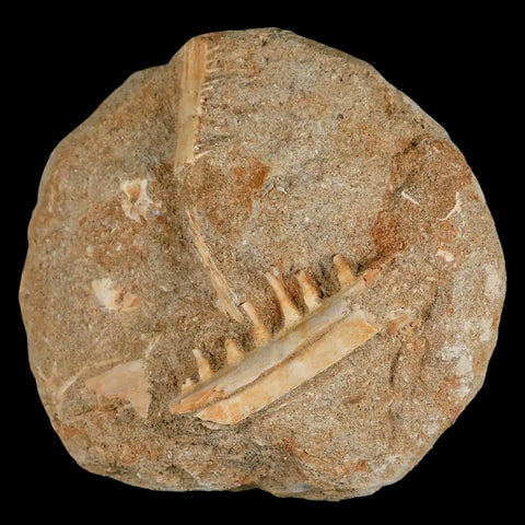 1.8" Saber Toothed Herring Fossil Tooth Jaw Section Enchodus Libycus Cretaceous Age - Fossil Age Minerals