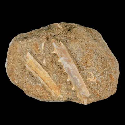 2.3" Saber Toothed Herring Fossil Tooth Jaw Section Enchodus Libycus Cretaceous Age - Fossil Age Minerals