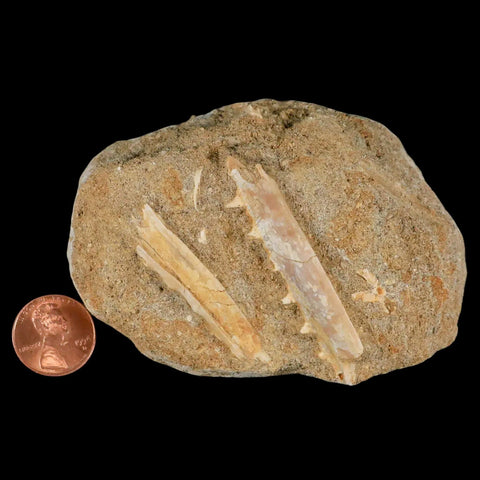 2.3" Saber Toothed Herring Fossil Tooth Jaw Section Enchodus Libycus Cretaceous Age - Fossil Age Minerals