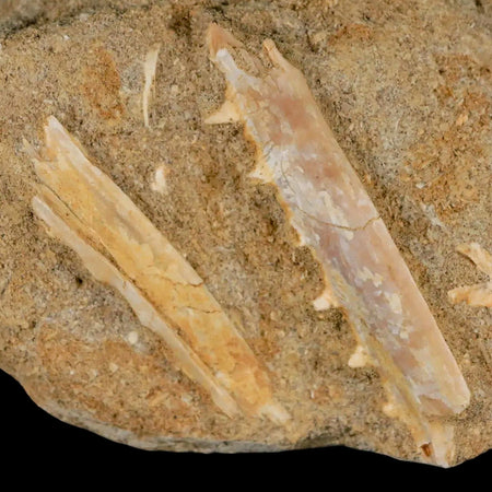 2.3" Saber Toothed Herring Fossil Tooth Jaw Section Enchodus Libycus Cretaceous Age