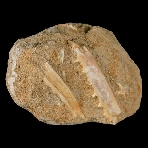 2.3" Saber Toothed Herring Fossil Tooth Jaw Section Enchodus Libycus Cretaceous Age - Fossil Age Minerals