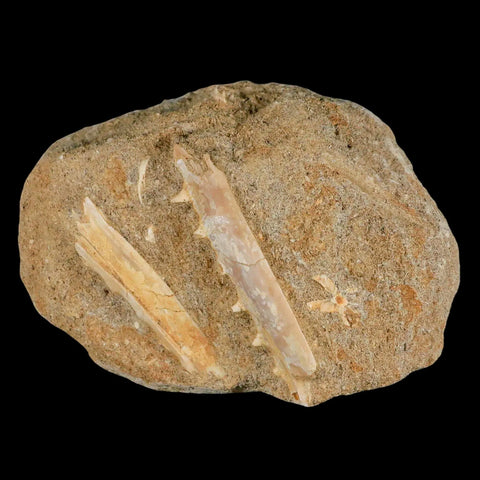 2.3" Saber Toothed Herring Fossil Tooth Jaw Section Enchodus Libycus Cretaceous Age - Fossil Age Minerals