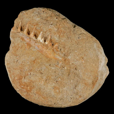 2.4" Saber Toothed Herring Fossil Tooth Jaw Section Enchodus Libycus Cretaceous Age - Fossil Age Minerals