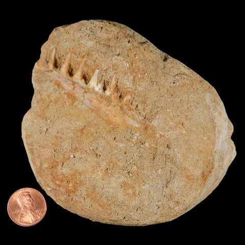 2.4" Saber Toothed Herring Fossil Tooth Jaw Section Enchodus Libycus Cretaceous Age - Fossil Age Minerals