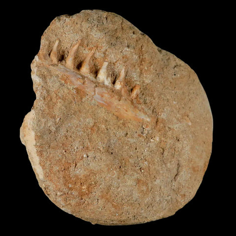 2.4" Saber Toothed Herring Fossil Tooth Jaw Section Enchodus Libycus Cretaceous Age - Fossil Age Minerals