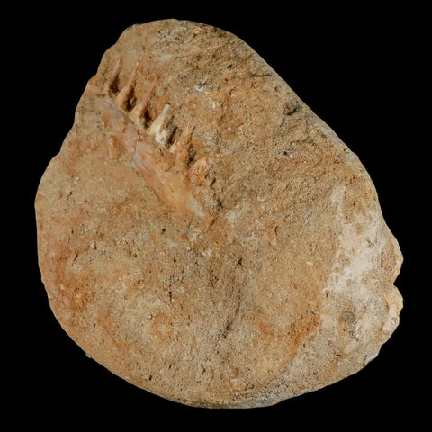 2.4" Saber Toothed Herring Fossil Tooth Jaw Section Enchodus Libycus Cretaceous Age - Fossil Age Minerals