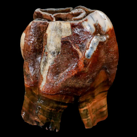 3.7" Woolly Rhinoceros Fossil Rooted Tooth Pleistocene Age Megafauna Russia COA - Fossil Age Minerals