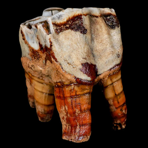 3.5" Woolly Rhinoceros Fossil Rooted Tooth Pleistocene Age Megafauna Russia COA - Fossil Age Minerals