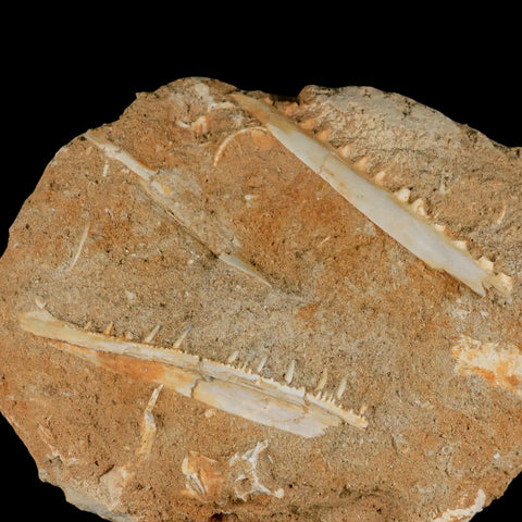 2 Two Saber Toothed Herring Fossil Tooth Jaw Section Enchodus Libycus Cretaceous Age - Fossil Age Minerals