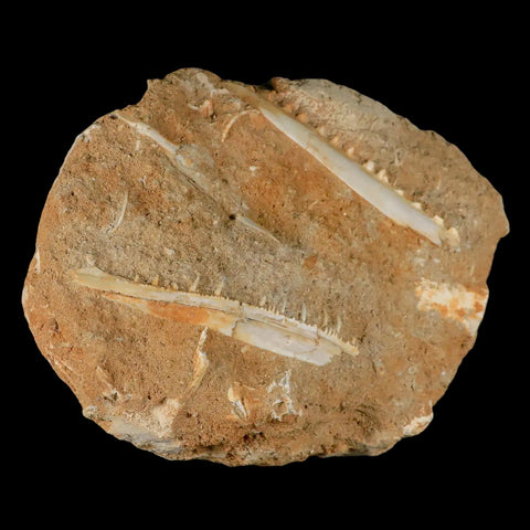 2 Two Saber Toothed Herring Fossil Tooth Jaw Section Enchodus Libycus Cretaceous Age - Fossil Age Minerals