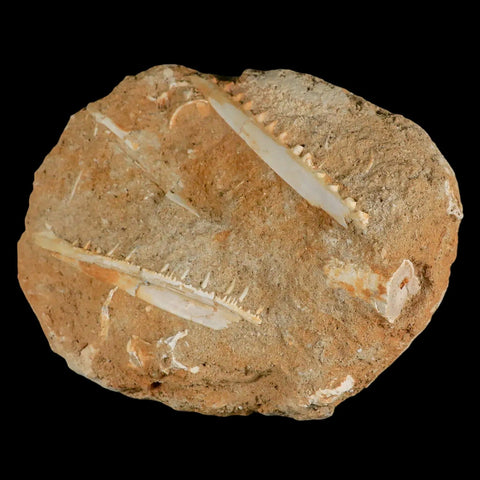 2 Two Saber Toothed Herring Fossil Tooth Jaw Section Enchodus Libycus Cretaceous Age - Fossil Age Minerals