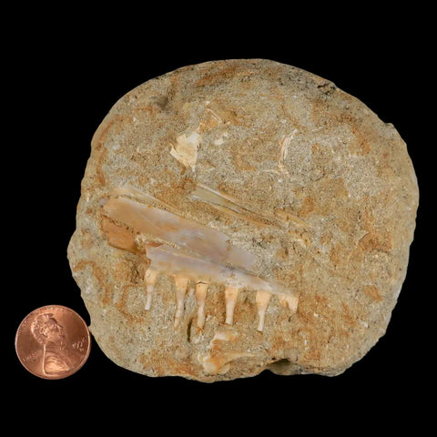 2.1" Saber Toothed Herring Fossil Tooth Jaw Section Enchodus Libycus Cretaceous Age - Fossil Age Minerals