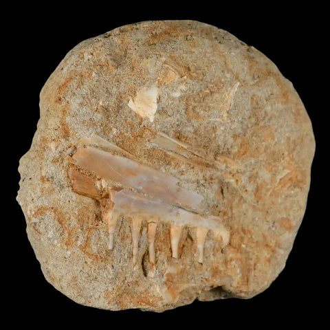 2.1" Saber Toothed Herring Fossil Tooth Jaw Section Enchodus Libycus Cretaceous Age - Fossil Age Minerals