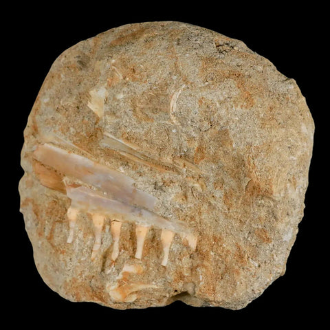 2.1" Saber Toothed Herring Fossil Tooth Jaw Section Enchodus Libycus Cretaceous Age - Fossil Age Minerals