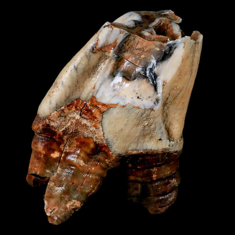 XL 4.5" Woolly Rhinoceros Fossil Rooted Tooth Pleistocene Age Megafauna Russia COA - Fossil Age Minerals
