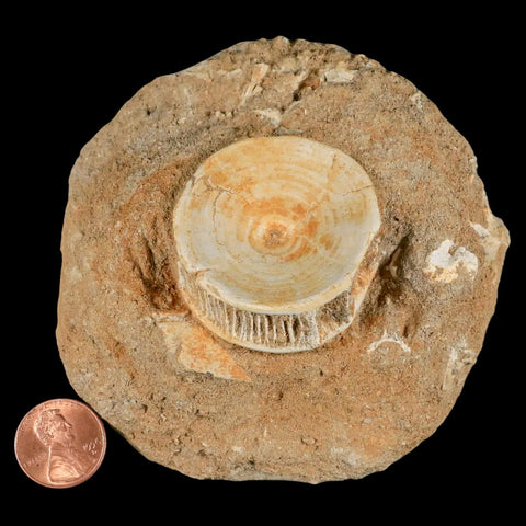 10MM Otodus Obliquus Shark Vertebrae Fossil Bone In Matrix Morocco COA - Fossil Age Minerals