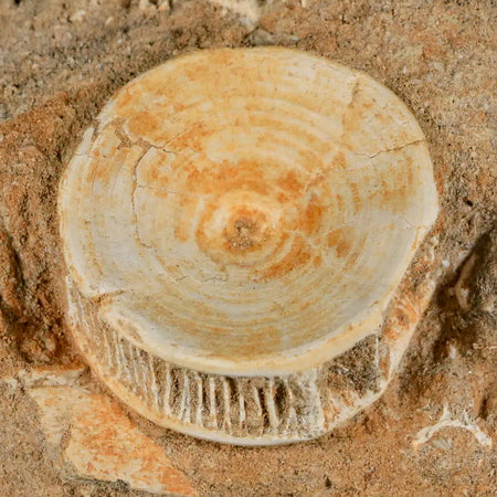 10MM Otodus Obliquus Shark Vertebrae Fossil Bone In Matrix Morocco COA