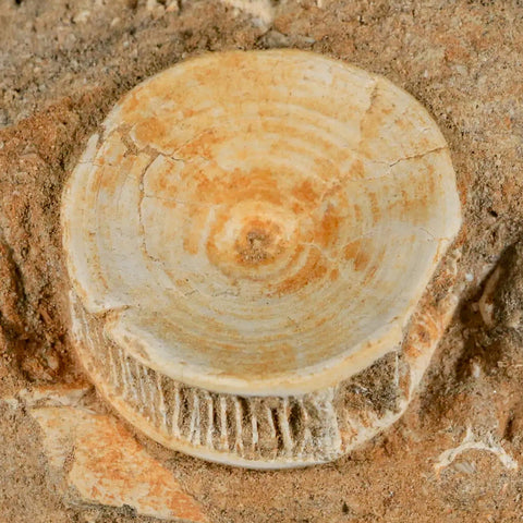 10MM Otodus Obliquus Shark Vertebrae Fossil Bone In Matrix Morocco COA - Fossil Age Minerals