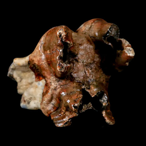 XL 4.5" Woolly Rhinoceros Fossil Rooted Tooth Pleistocene Age Megafauna Russia COA - Fossil Age Minerals