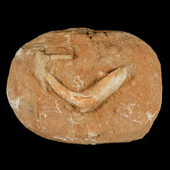 Enchodus Libycus Fossil Collection