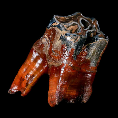 4.1" Woolly Rhinoceros Fossil Rooted Tooth Pleistocene Age Megafauna Russia COA - Fossil Age Minerals