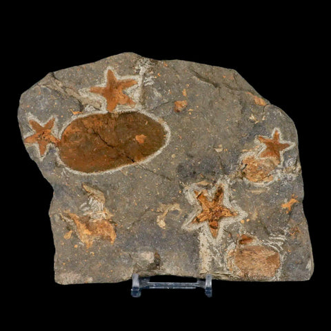 4 Two Brittlestar Petraster Starfish Fossil Ordovician Blekus Morocco COA, Stand - Fossil Age Minerals