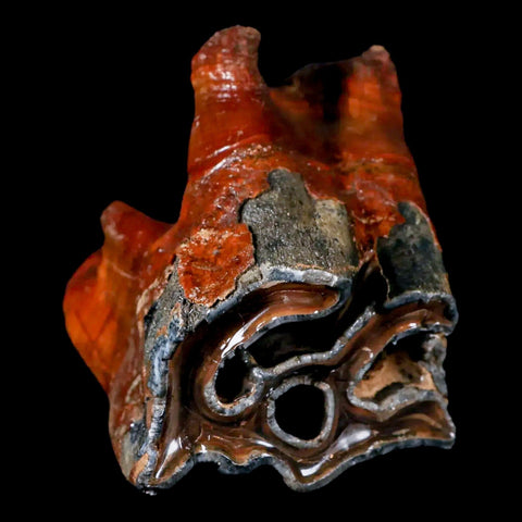 4.1" Woolly Rhinoceros Fossil Rooted Tooth Pleistocene Age Megafauna Russia COA - Fossil Age Minerals