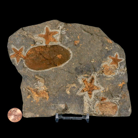 4 Two Brittlestar Petraster Starfish Fossil Ordovician Blekus Morocco COA, Stand - Fossil Age Minerals