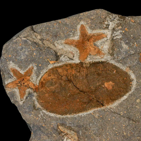 4 Two Brittlestar Petraster Starfish Fossil Ordovician Blekus Morocco COA, Stand - Fossil Age Minerals