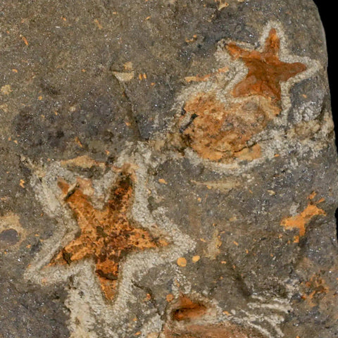 4 Two Brittlestar Petraster Starfish Fossil Ordovician Blekus Morocco COA, Stand - Fossil Age Minerals