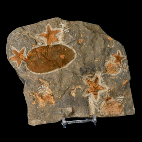 4 Two Brittlestar Petraster Starfish Fossil Ordovician Blekus Morocco COA, Stand - Fossil Age Minerals