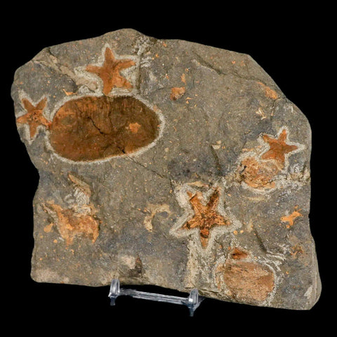 4 Two Brittlestar Petraster Starfish Fossil Ordovician Blekus Morocco COA, Stand - Fossil Age Minerals