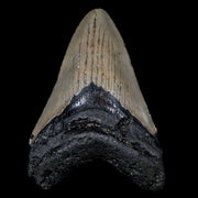 3.3" Quality Megalodon Shark Tooth Serrated Fossil Natural Miocene Age COA