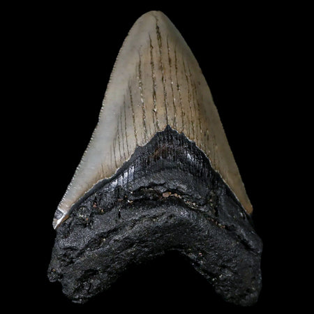 3.3" Quality Megalodon Shark Tooth Serrated Fossil Natural Miocene Age COA