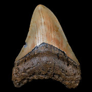 3.1" Quality Megalodon Shark Tooth Serrated Fossil Natural Miocene Age COA