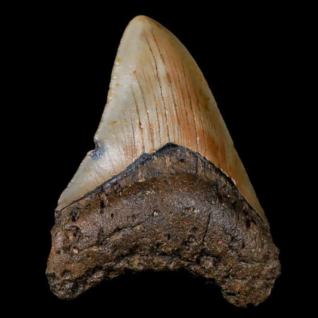 3.1" Quality Megalodon Shark Tooth Serrated Fossil Natural Miocene Age COA