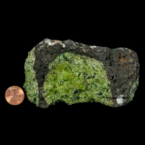 XL 4.6" Natural Emerald Peridot Crystal Minerals On Volcanic Rock Gila, Arizona - Fossil Age Minerals