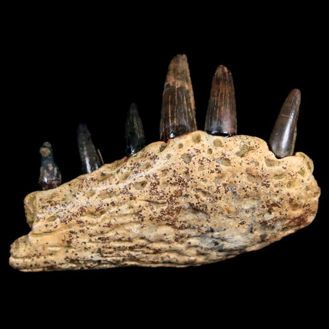 1.6 Crocodile Fossil Jaw Section With Teeth Hell Creek Formation Montana Crocodilians - Fossil Age Minerals