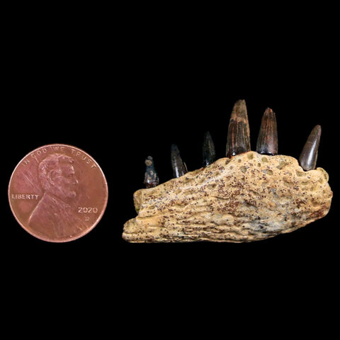 1.6 Crocodile Fossil Jaw Section With Teeth Hell Creek Formation Montana Crocodilians - Fossil Age Minerals