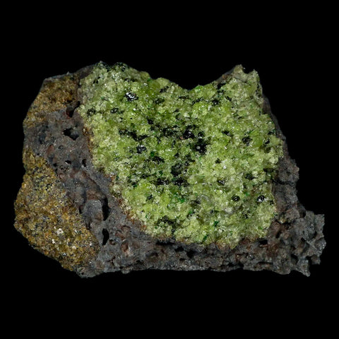 XL 4" Natural Emerald Peridot Crystal Minerals On Volcanic Rock Gila, Arizona - Fossil Age Minerals