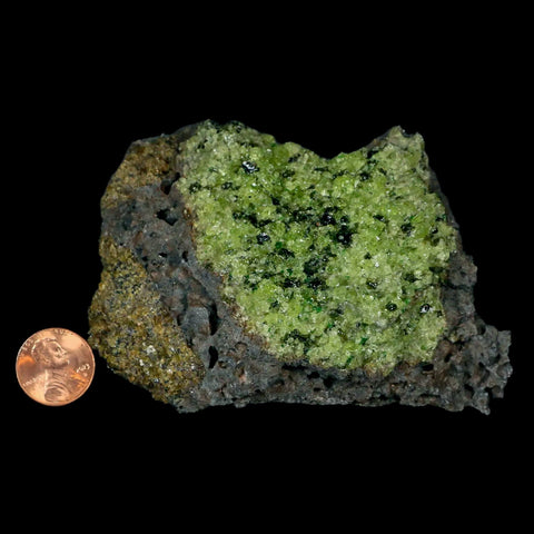 XL 4" Natural Emerald Peridot Crystal Minerals On Volcanic Rock Gila, Arizona - Fossil Age Minerals