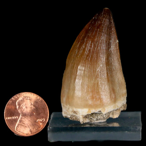 1.8" Mosasaur Prognathodon Fossil Tooth Cretaceous Dinosaur Era COA & Stand - Fossil Age Minerals