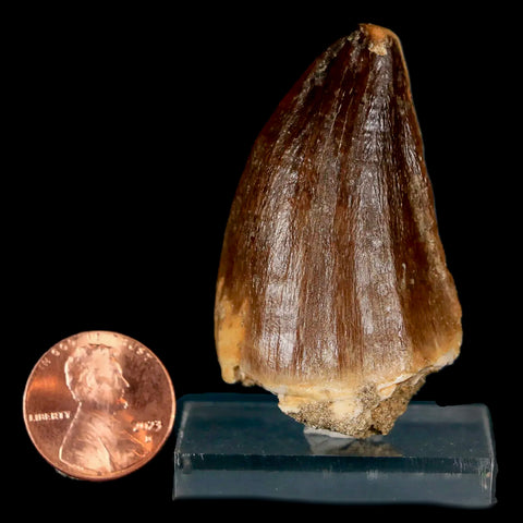 XL 2" Mosasaur Prognathodon Fossil Tooth Cretaceous Dinosaur Era COA & Stand - Fossil Age Minerals