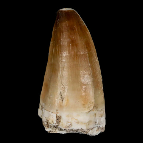 XL 2.1" Mosasaur Prognathodon Fossil Tooth Cretaceous Dinosaur Era COA & Stand - Fossil Age Minerals