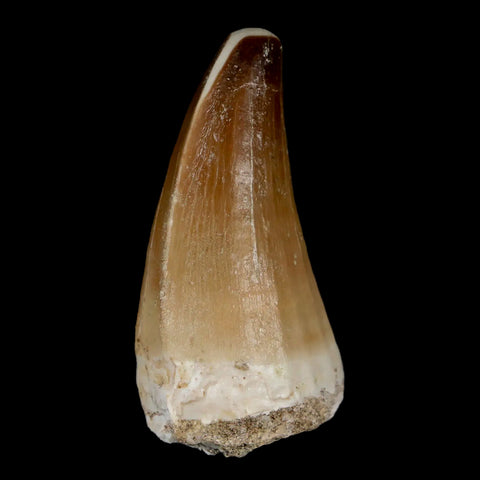 XL 2.1" Mosasaur Prognathodon Fossil Tooth Cretaceous Dinosaur Era COA & Stand - Fossil Age Minerals